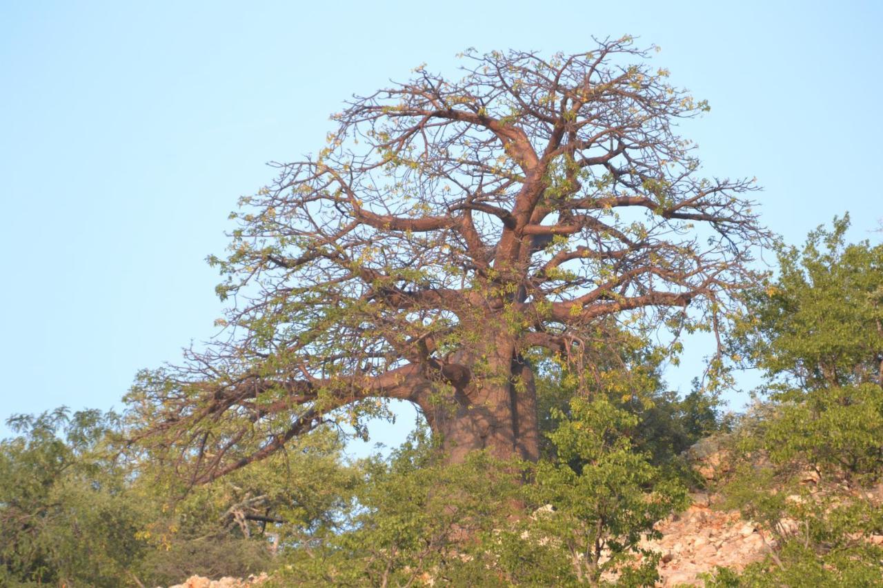 Adansonia Eco Lodge Musina Exterior photo